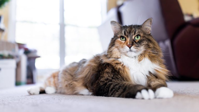 14-Fun-Facts-about-CatsTEASER
