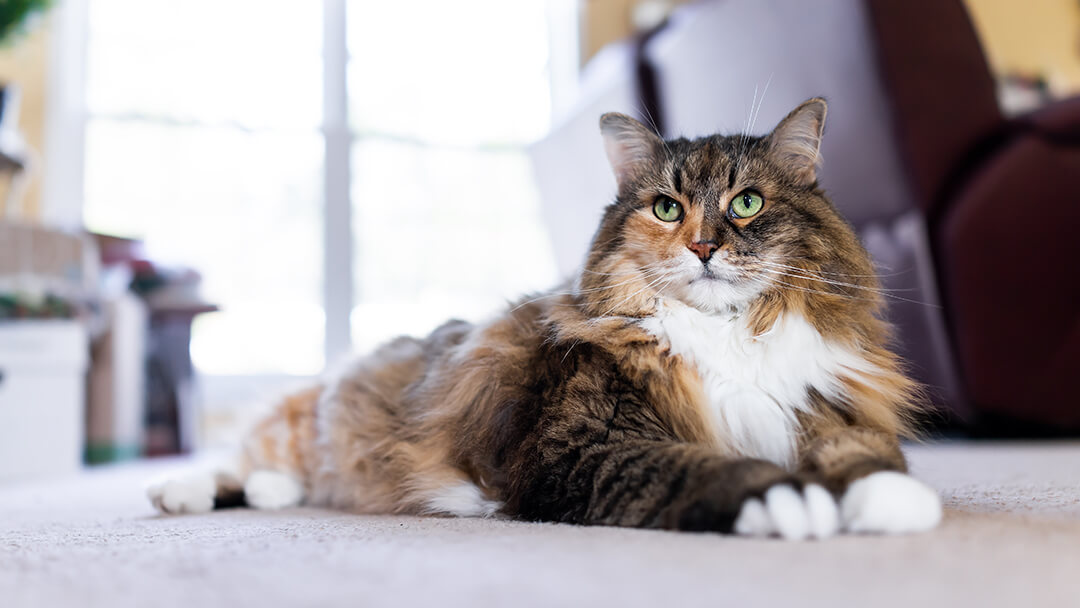 14-Fun-Facts-about-CatsTEASER
